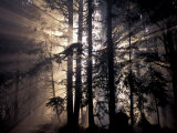 Sun Rays Through Trees  Olympic National Forest  Washington  USA