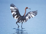 Reddish Egret Fishing  Ding Darling National Wildlife Refuge  Sanibel Island  Florida  USA