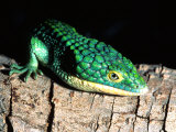Arboreal Alligator Lizard  Native to Southern Mexico