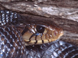 Texas Indigo Snake  Southern Texas  USA