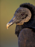 Black Vulture  Everglades National Park  Florida  USA