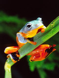 Blue Webbed Gliding Frog  Native to New Guinea