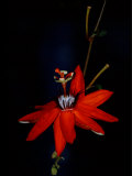 Red Passion Flower  Wilson Botanical Gardens  Costa Rica
