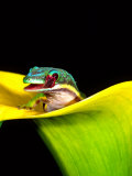 Lined Day Gecko  Native to Madagascar