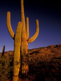Landscape of Saguaro National Monument  Arizona  USA