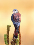 Kestrel  Native to USA and Canada
