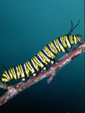 Monarch Butterfly Caterpillar  California  USA