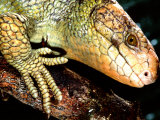 Prehensile-tailed Skink  Native to Solomon Islands
