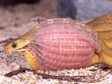African Egg Eating Snake  Native to Eastern Africa