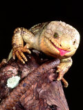 Prehensile-tailed Skink  Native to Solomon Islands