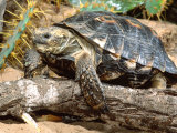 Berlandier's Tortoise  South Texas  USA