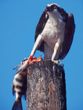 Osprey on Post with Fish