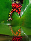 Fire Belly Toad  Native to Northeast China