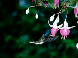 White-Necked Jacobin Hummingbird on Flower Nectar  Rancho Naturalista  Costa Rica