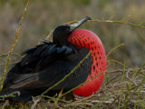 Magnificent Frigatebird  North Seymour Island  Galapagos Islands  Ecuador