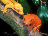 New Caledonia Crested Gecko  Native to New Caledonia