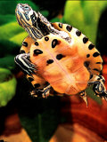Yellow Belly Turtle  Native to Southern USA
