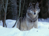 Grey Wolf  Canada