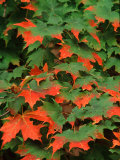 Sugar maple leaves in fall  Vermont  USA
