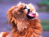 Male African Lion Grooming  Tanzania