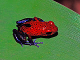 Strawberry Poison Dart Frog in a Rainforest  Costa Rica