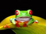 Red Eye Tree Frog  Native to Central America