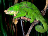 Globifer Chameleon  Native to Madagascar