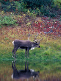 Caribou in Denali National Park  Alaska Range  Alaska  USA