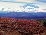 Fall Color in Denali National Park  Mt Denali  Alaska  USA