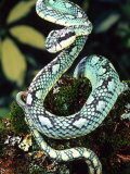 Sri Lankan Palm Viper  Native to Sri Lanka