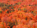 Fall Colors  Northwoods  Minnesota  USA