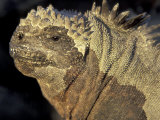 Marine Iguana  Galapagos Islands  Ecuador