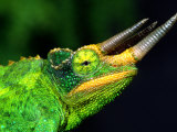 Jackson's Chameleon  Native to Eastern Africa
