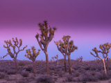 Joshua Trees at Sunrise  Mojave Desert  Joshua Tree National Monument  California  USA