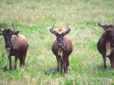 Wildebeest  Tanzania