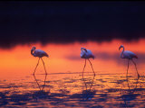 Greater Flamingo  Tanzania