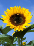 Sunflower with Bees  Santa Barbara  California  USA