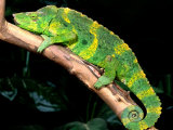 Meller's Chameleon  Native to Tanzania