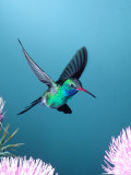 Broad-billed Hummingbird  Arizona  USA