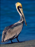 Male Brown Pelican in Breeding Plumage  Sanibel Island  Florida  USA