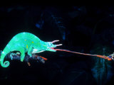 Three-horned Chameleon Capturing a Cricket  Native to Camerouns