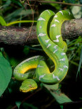 Emerald Tree Boa