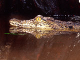 Nile Crocodile  Native to Africa
