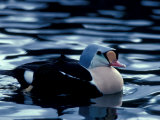 King Eider Duck  Beaufort Lagoon  Alaska  USA
