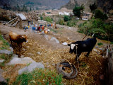 Backyard with Cattle and Hanging Laundry  Incan Fortress in Distance  Ollantaytambo  Peru