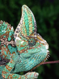 Veiled Chameleon  Native to Yemen