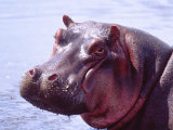 Large Hippo Portrait  Tanzania