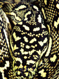 Diamond Python Close-up  Native to Australia