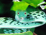 Long-nose Vine Snake  Native to SE Asia