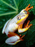Metallic Reed Frog  Native to Madagascar